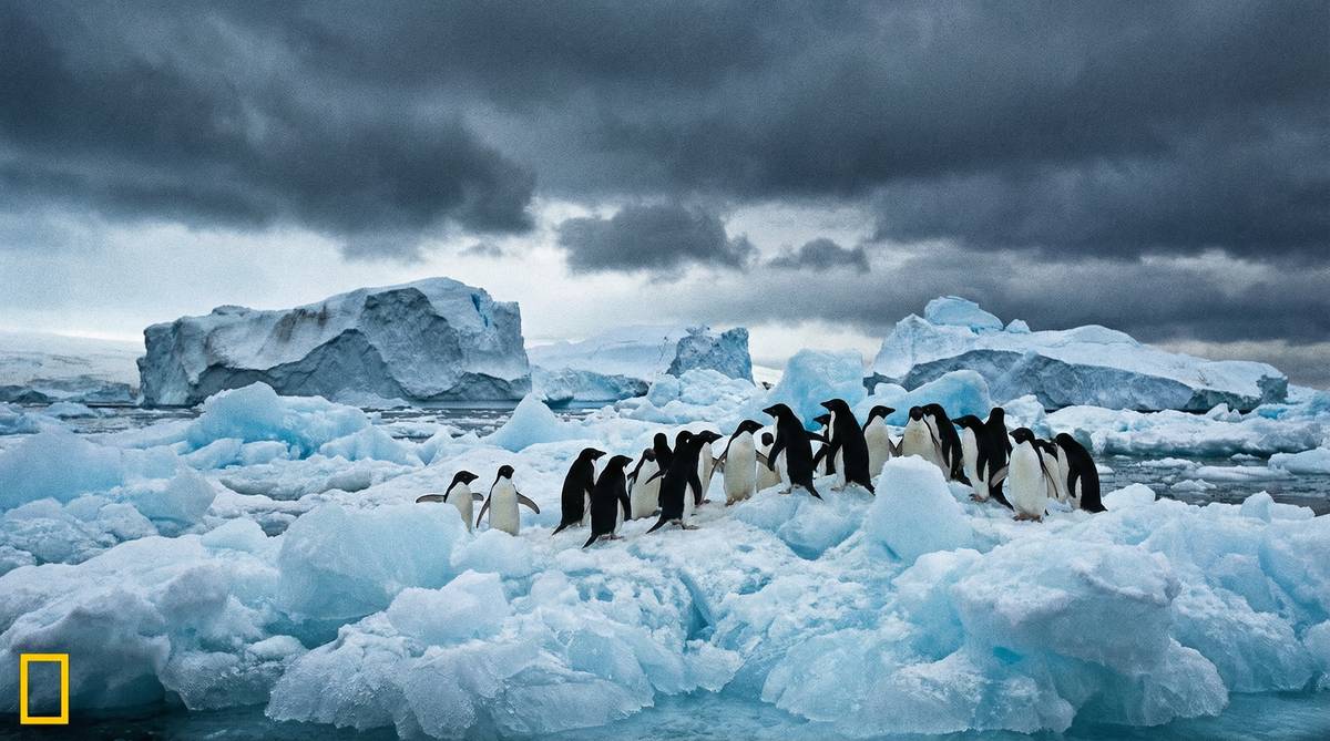 母狗南极企鹅视频